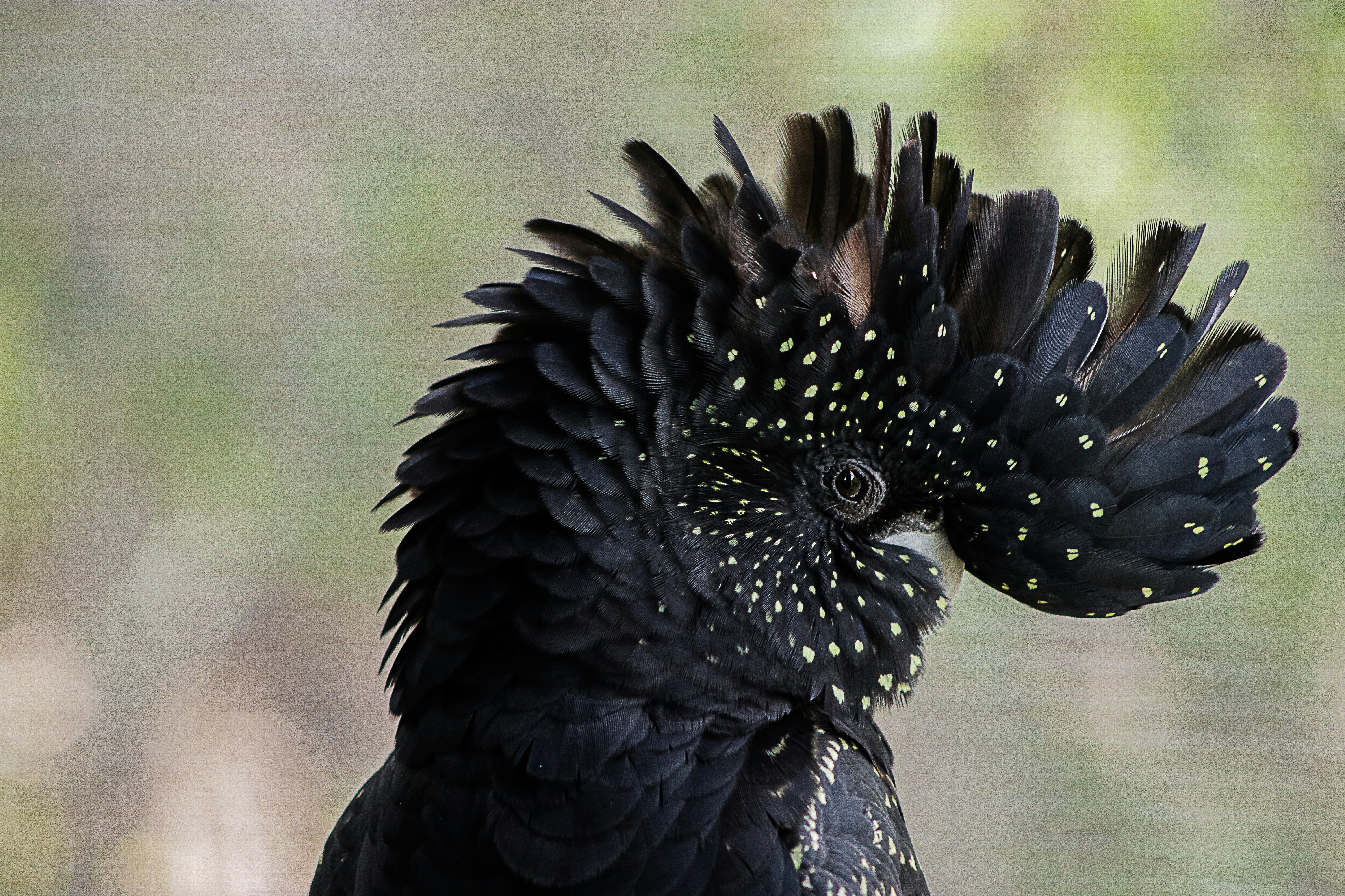 Two Black Cockatoos (Part 4 – final)