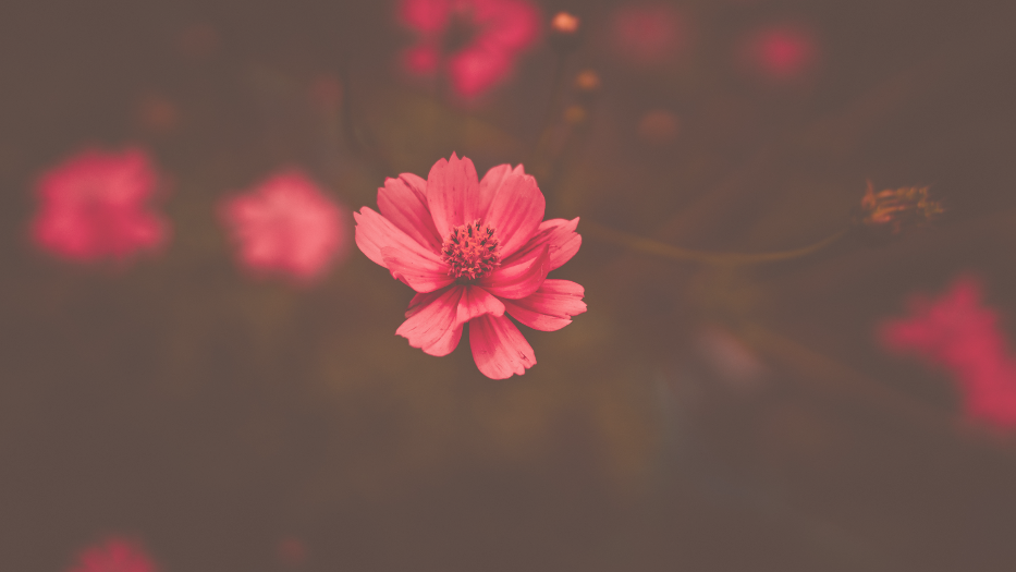 Red Flowers