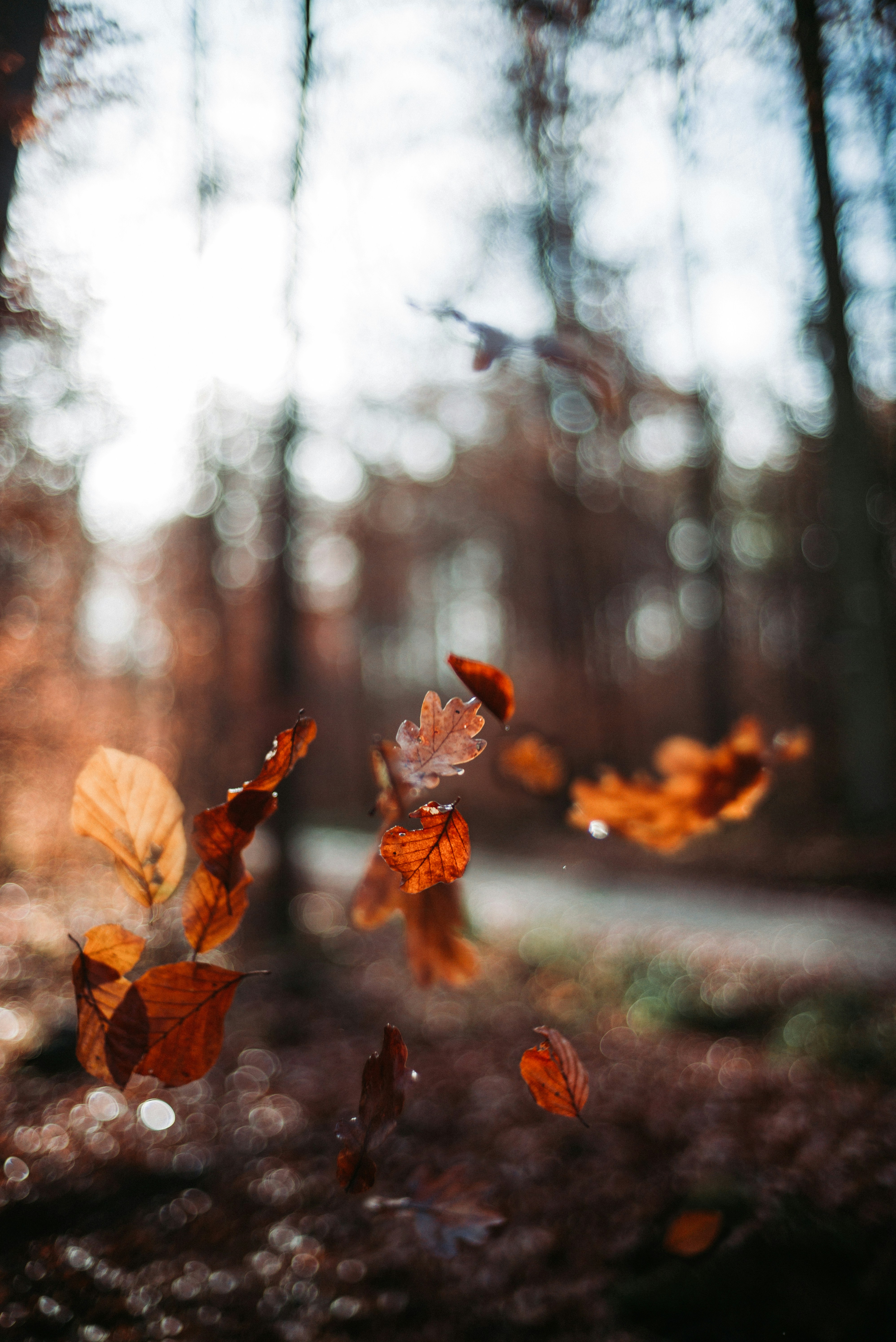 The lady and the leaves