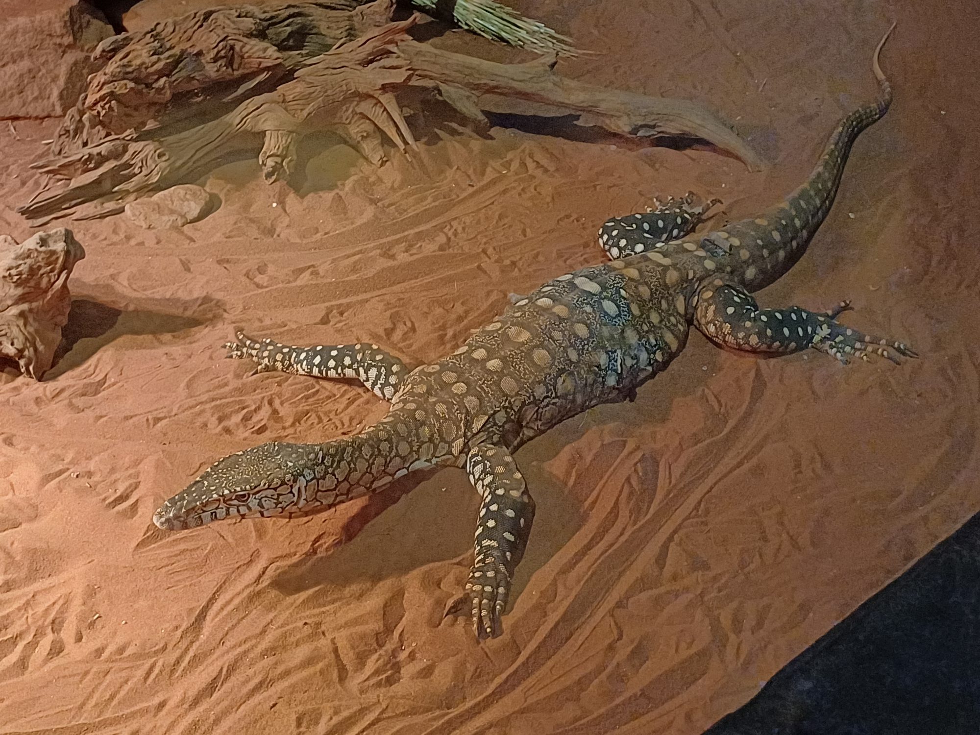 A Perentie, lying in red dust in a zoo enclosure
