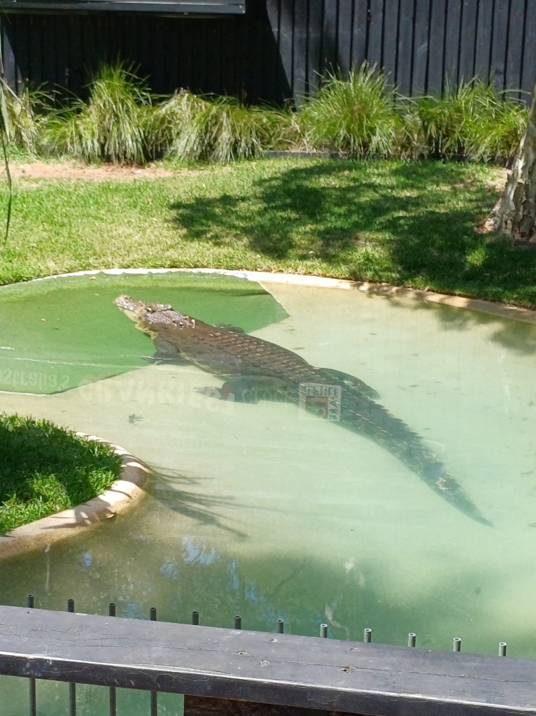 A saltwater crocodile sitting in a pond