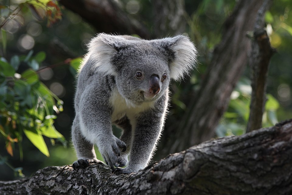 A koala walking along a tree branch